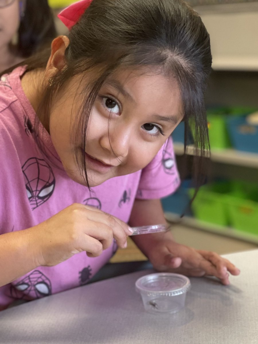 SH1stGrade's tweet photo. Our scientists using their observation skills to investigate spiders! @SlateHillStars @wcsdistrict #itsworthit https://t.co/a1BBgRpUZa