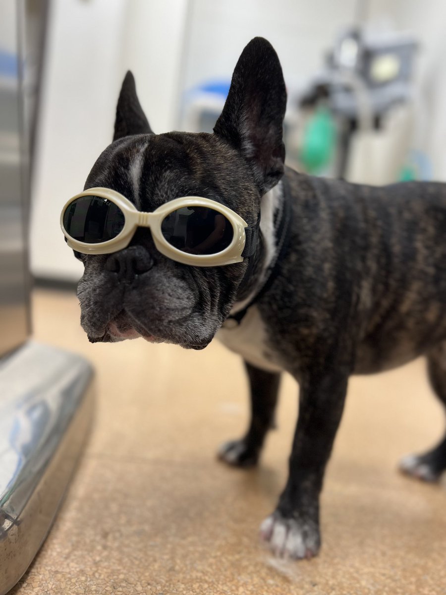 Hey everyone, I jumped off the couch and hurt my leg so had to get laser therapy today at Beauchamp Animal Hospital. I love them guys. Feeling much better. Plus, love my new laser sunnies. ⚡️😎 ☀️