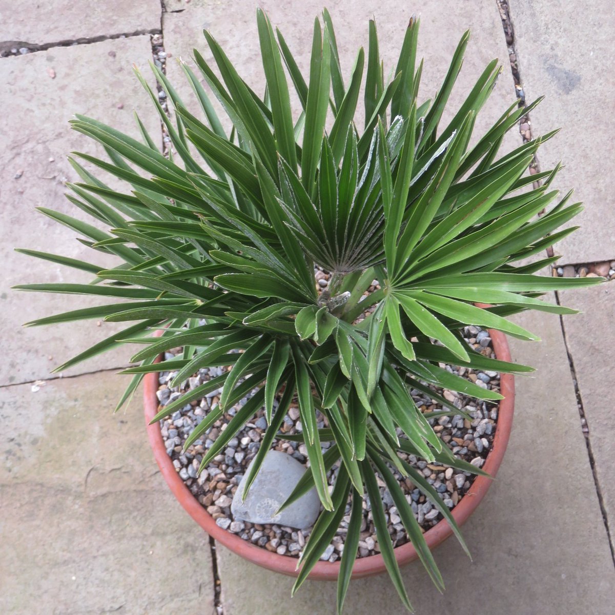 Khaph's tweet photo. My mam's bought me a birthday palm. A little one. Chamaerops humilis 'Vulcano'. It will go into the porch this year to avoid cold winter temperatures but will be an outdoor plant after that. Autumn birthdays aren't always the best for plants. #Chamaerops #HouseplantHour https://t.co/Kuh7jP6QZk