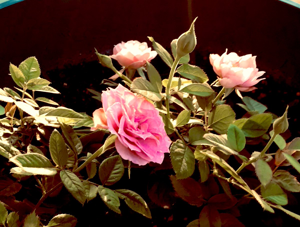 EileenPCarry's tweet photo. #MondayVibes
#GratefulHeart
#miniRoses πΉ
π² #FL #Sundown https://t.co/NGiM1nAyhT