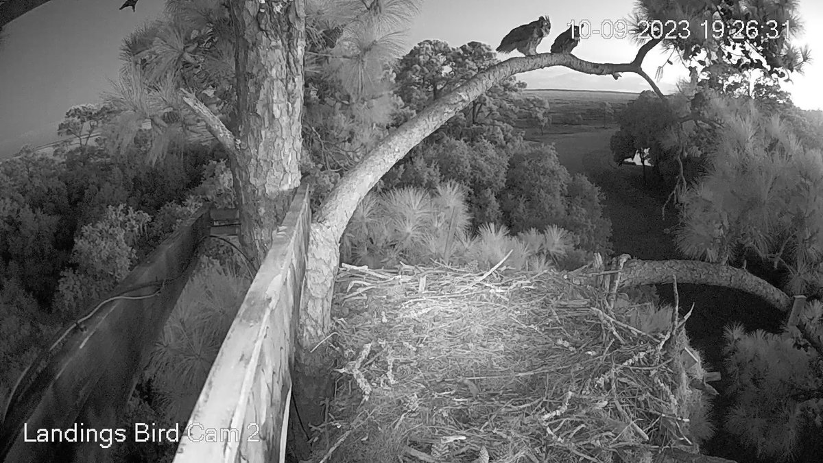 19:26 10/9 We're back and we've got Great Horned Owls!! (note: time stamp has been relocated so it won't interfere with the view of the owls)