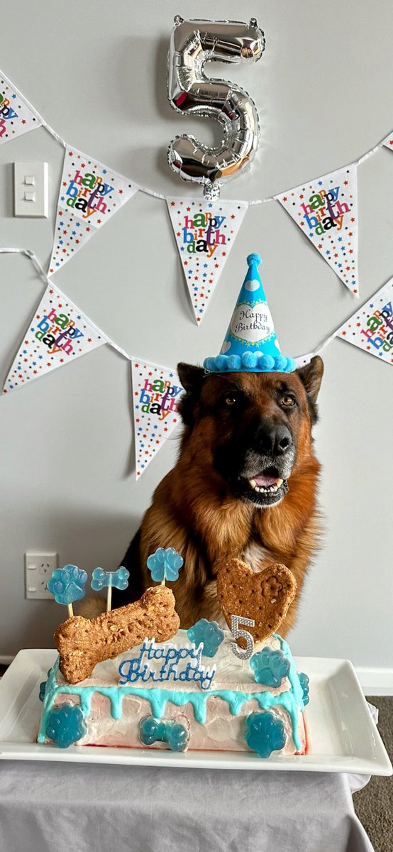 marley_gsd's tweet photo. Hey pals, guess what, it’s my 5th birthday today &amp; Mum made a cake just for me 🥳
#dogsoftwitter #dogs https://t.co/rnmGwjVZqy