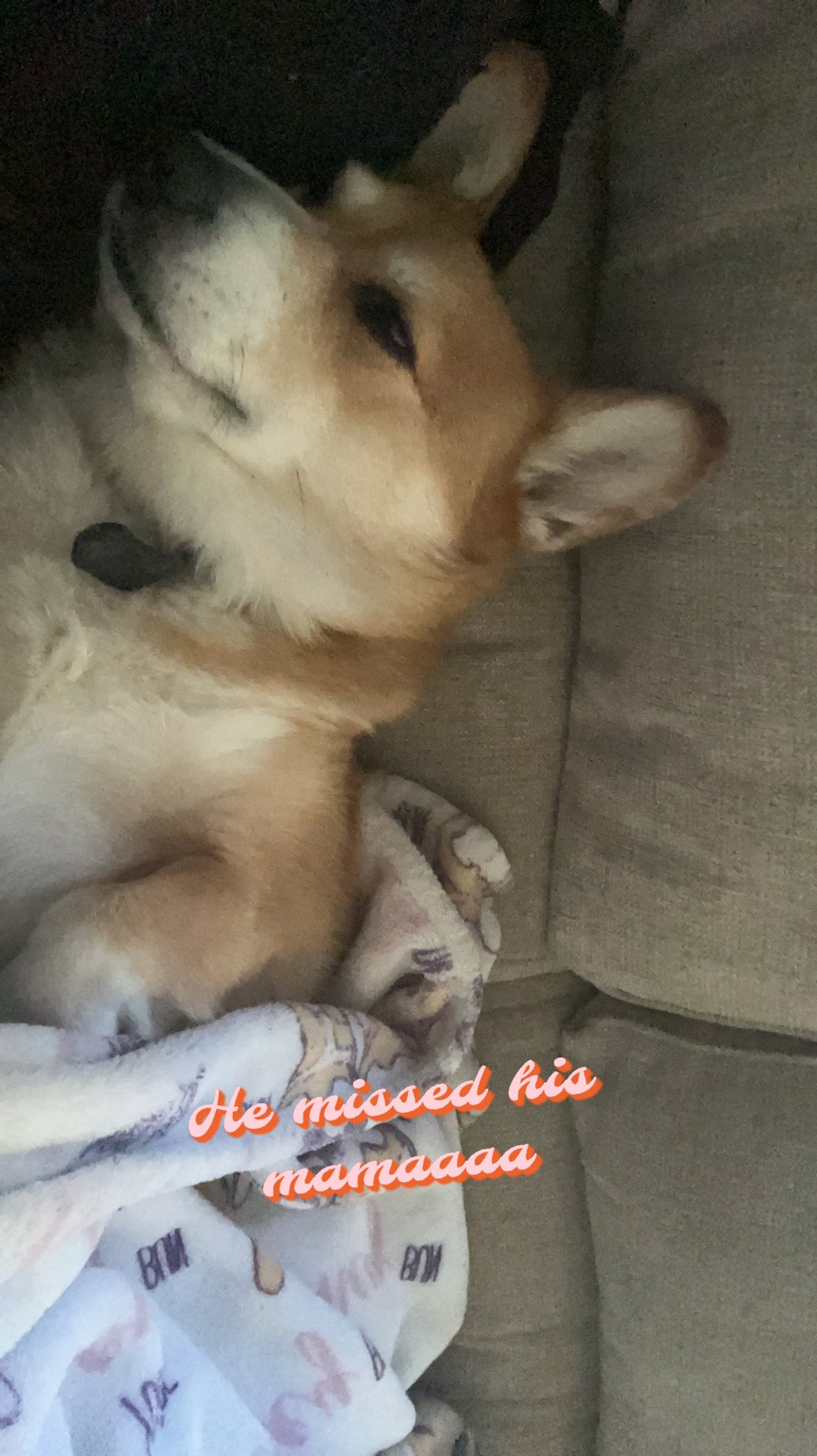 My dog is so damn needy but the cutest boy https://t.co/snzO0HsoQ7