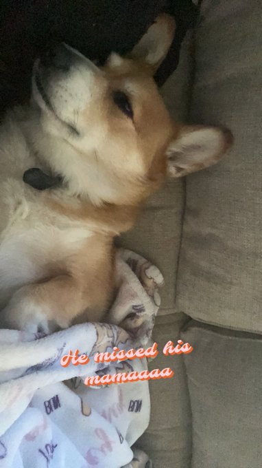 𝕷𝖎𝖑 𝕾picy Nugget - My dog is so damn needy but the cutest boy https://t.co/snzO0HsoQ7