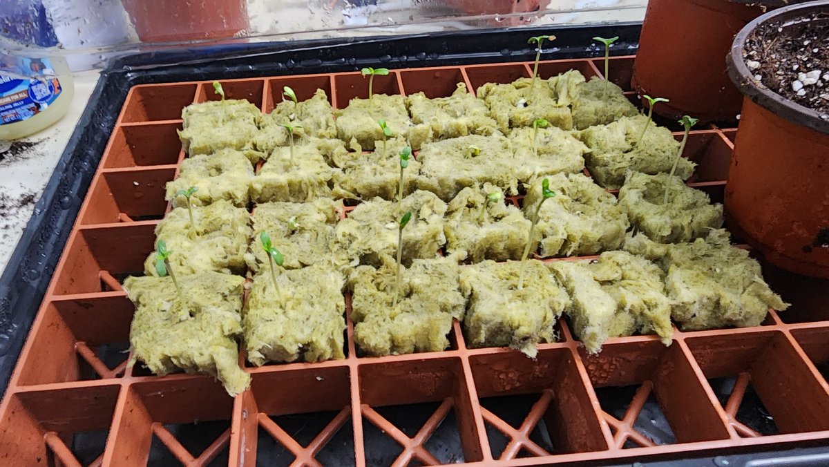 I'm finally at it again. Pheno hunt ready to go. 24 hrs since being dropped into the cubes. 20 out of 24 :). Always make sure you ph the water with rock whool. And it never hurts to do a second soak with the right ph water before planting beans.