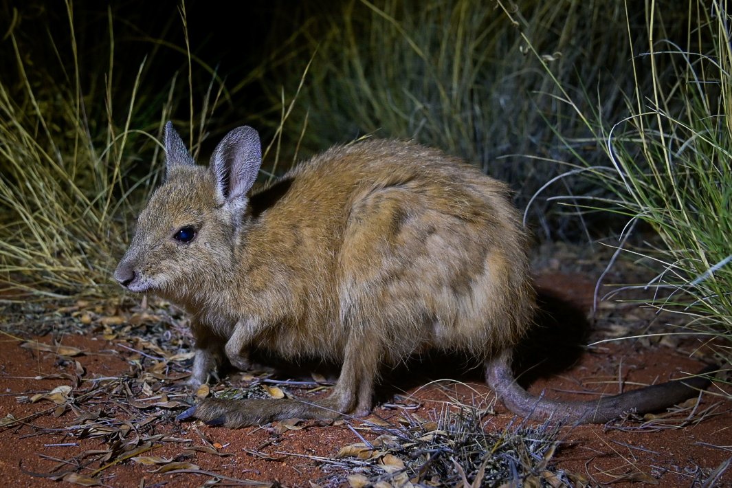 Tim Henderson (@tim_ecology) on Twitter photo This is a Mala (rufous hare-wallaby). They have: big feet (for hops), little arms (but act tough), shaggy fur (it's the trend). They became extinct on the mainland in the 90s, but now exist in feral predator-free sanctuaries including Newhaven #ecology #conservation #wildoz This is a Mala (rufous hare-wallaby). They have: big feet (for hops), little arms (but act tough), shaggy fur (it's the trend). They became extinct on the mainland in the 90s, but now exist in feral predator-free sanctuaries including Newhaven #ecology #conservation #wildoz
