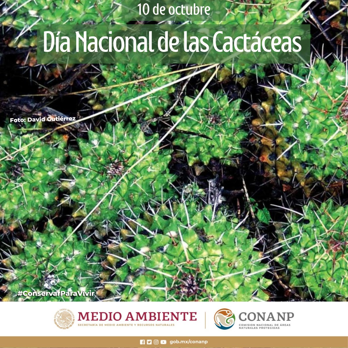 #FelizLunes
Los cactus 🌵 son las plantas más emblemáticas y representativas de 🇲🇽.

Se distinguen por su capacidad de almacenar agua 💦 en sus tallos, hojas o raíces y así sobrevivir en ambientes secos durante mucho tiempo. 🏜️

#ConservarParaVivir 🌵🌸🍂🕷️☀️🦎🦋🐍🦅🦇
