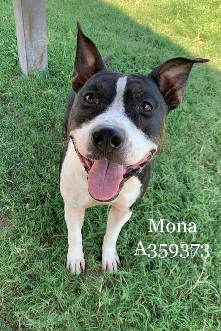 psychicwhisper3's tweet photo. 👩🎨🐾MONA🐾🎨#A359373
🌻17 Month Old Am Staff Terrier Mix
Playful Energetic🤸♀️& Friendly Girl🥰
Did Well In Play 🛝 Group Knows Sit &
Loves Her Toys🪀🧸🎾Pulls A Little
On Lead (Oh She's A Pup)😃
#CorpusChristiTX Are Condemning Her
On🖌️10/12☠️Plz #Pledge2 Help Her
INFO⤵️🛟 https://t.co/nNaoIP3igi
