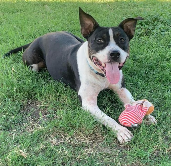 psychicwhisper3's tweet photo. 👩🎨🐾MONA🐾🎨#A359373
🌻17 Month Old Am Staff Terrier Mix
Playful Energetic🤸♀️& Friendly Girl🥰
Did Well In Play 🛝 Group Knows Sit &
Loves Her Toys🪀🧸🎾Pulls A Little
On Lead (Oh She's A Pup)😃
#CorpusChristiTX Are Condemning Her
On🖌️10/12☠️Plz #Pledge2 Help Her
INFO⤵️🛟 https://t.co/nNaoIP3igi