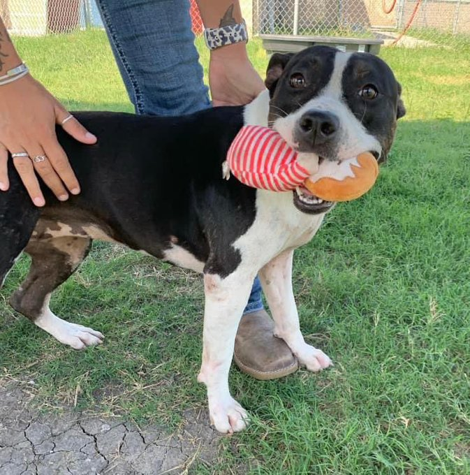 psychicwhisper3's tweet photo. 👩🎨🐾MONA🐾🎨#A359373
🌻17 Month Old Am Staff Terrier Mix
Playful Energetic🤸♀️& Friendly Girl🥰
Did Well In Play 🛝 Group Knows Sit &
Loves Her Toys🪀🧸🎾Pulls A Little
On Lead (Oh She's A Pup)😃
#CorpusChristiTX Are Condemning Her
On🖌️10/12☠️Plz #Pledge2 Help Her
INFO⤵️🛟 https://t.co/nNaoIP3igi