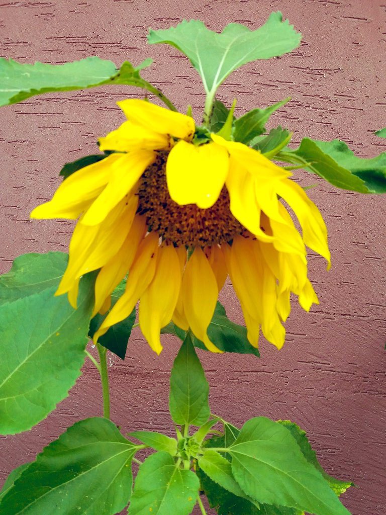 들녘에 고개숙인
그대생각 따다가 반가운
손님 밥을짓고

코스모스 꽃길에 핀
그대사랑 따다가
정다운 사람 술잔에 띄우니 아름다워라 아름다워라

늠연히 다가오는
가을하늘밑 시월의
선연한 햇빛으로 광내며
깊어진 우리사랑
쟁쟁쟁 흘러가네

그윽한 산그림자
어질머리 뒤로하고
무르익은 우리사랑