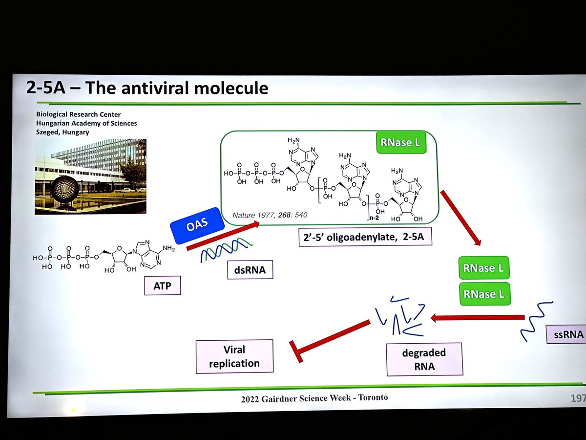 RealGeorgeWebb1's tweet photo. Nobel Prize Winner Kariko was injecting mRNA with lipid coatings years before Bob Malone got to Salk in 1989. She started in 1978. The Wolff Vical paper didnโt come out until 1990. Mammalian cells were both around 1989 with Wolff and Rhodes where Malone was on the paper. They are both dead now.
