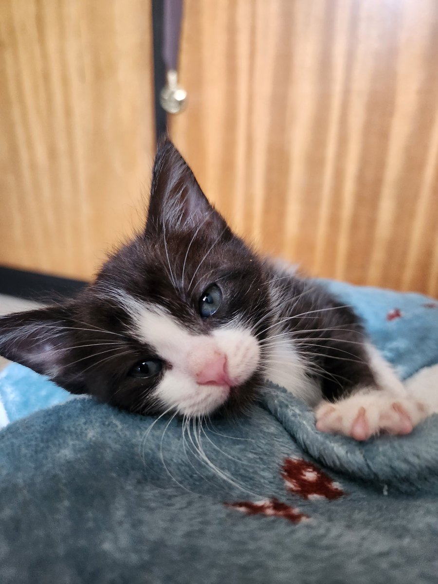 _magamunda_'s tweet photo. Verla es comprarla ¡Adopta a esta gatica coqueta! https://t.co/KkRtW5iXYZ