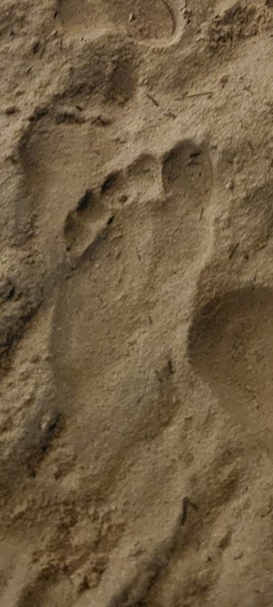 RobM12321's tweet photo. @RobertONeill31 Bob, I don't mean to alarm you, but there appears to be a large bear on the loose based on this paw print. https://t.co/gFlF2MWR7g