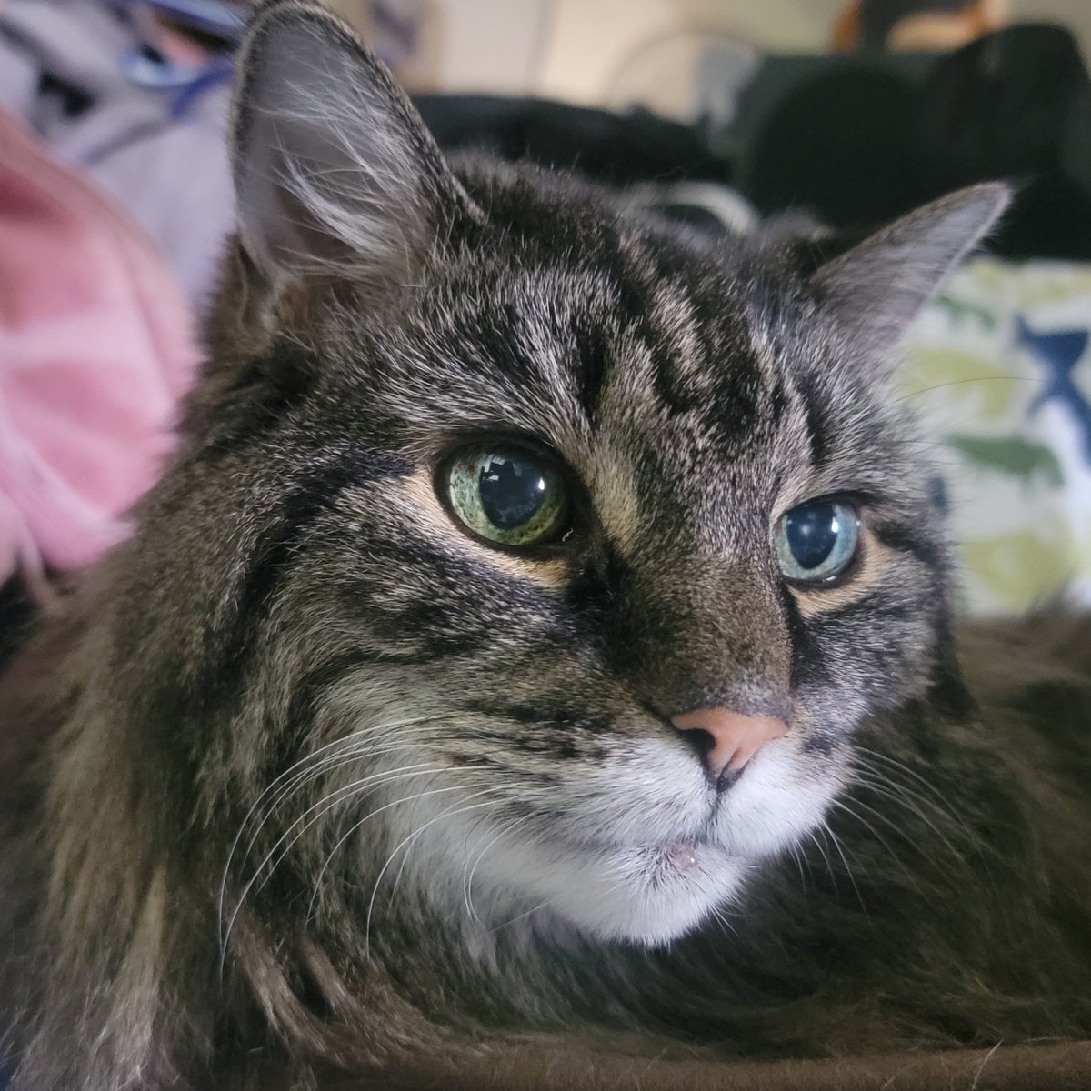That makeup is all natural.  Little Girl is 19 and fabulous!
#nofilter
#cats
#CatsOfTwitter
#CatsOnTwitter