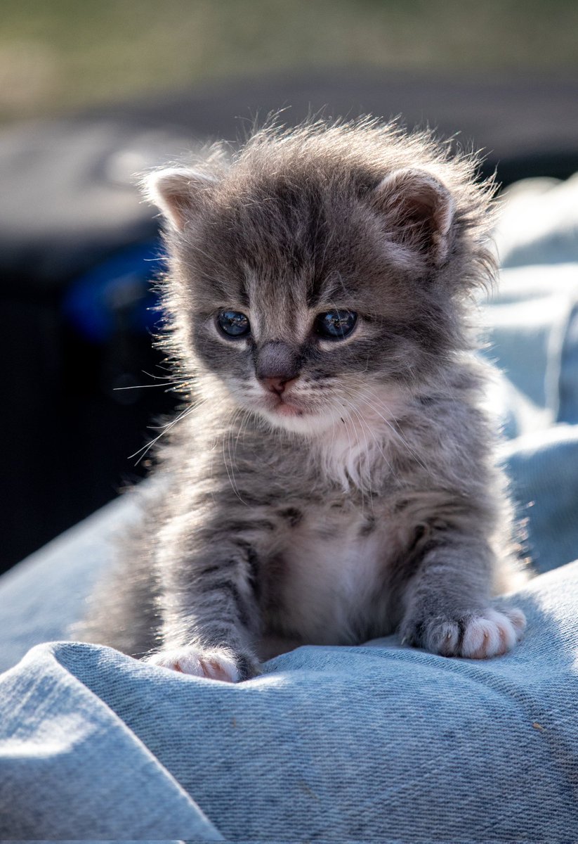 _carbonelli's tweet image. Si es nene
ponele enzo ❤️