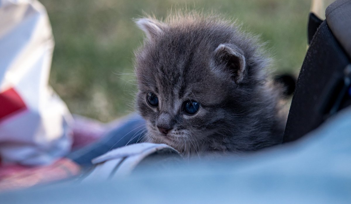 _carbonelli's tweet image. Si es nene
ponele enzo ❤️