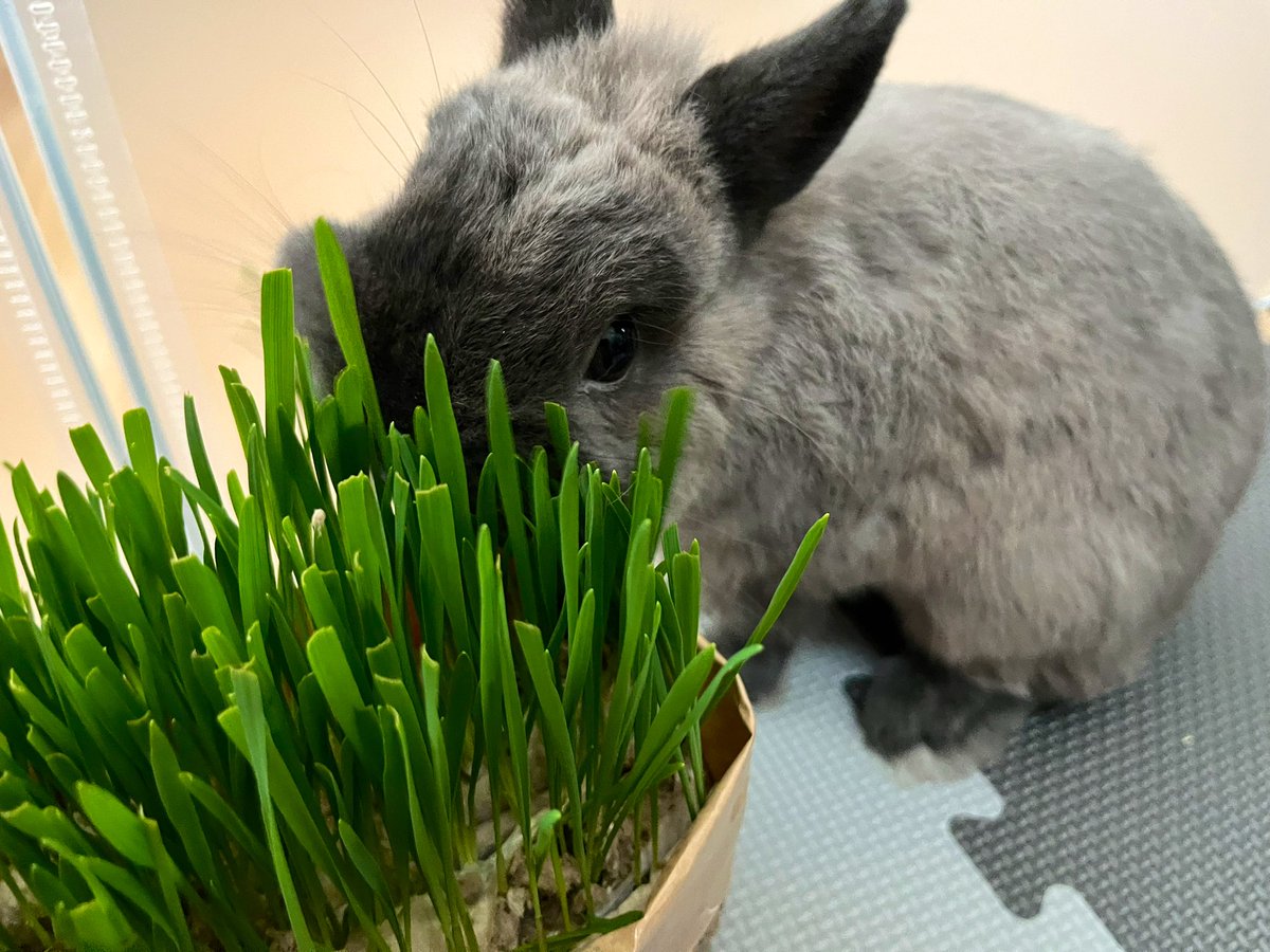 usausa_utan's tweet photo. 🌱🐰 https://t.co/DJCrq8XeGb