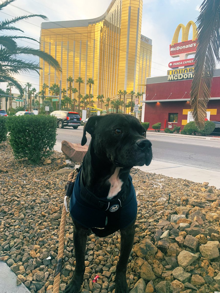 Doge Van tweet media