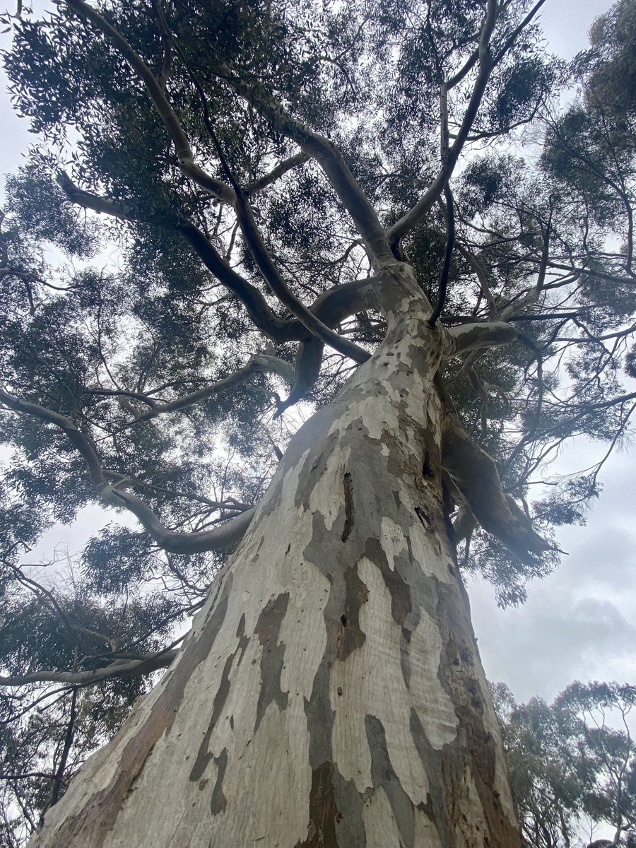 #eucalypt #gumtree #towerhill