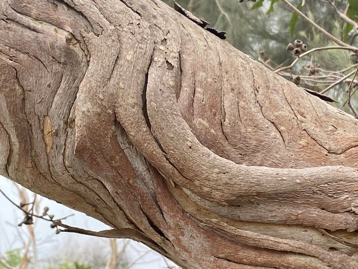 #bark #gumtree #towerhill