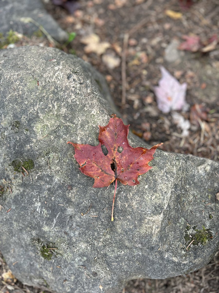 BrooksBrooksel's tweet photo. Back on the Bruce , Toronto section done 
Little by slowly we are getting there 🥾🌲🍁@BruceTrail_BTC https://t.co/ow012qHQXt