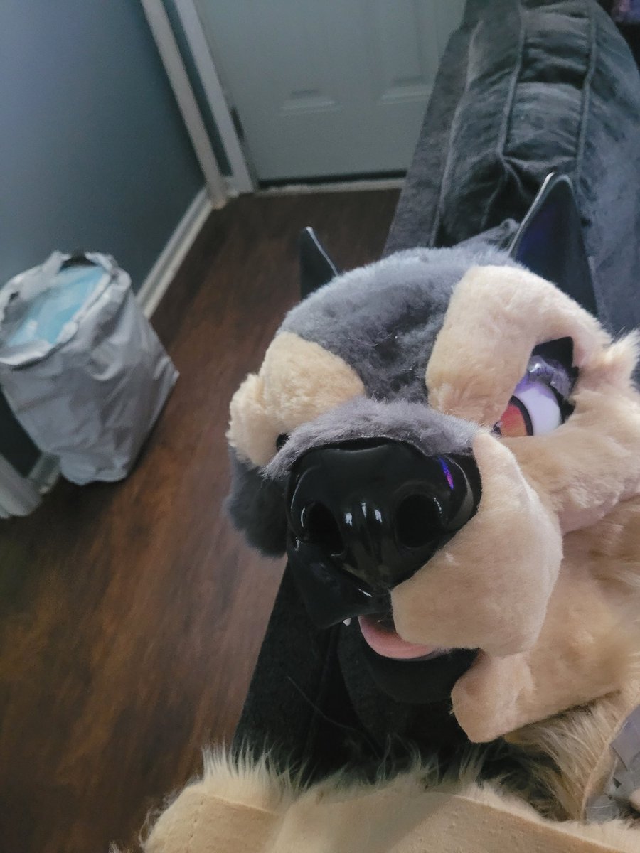 Liquid_Wolves's tweet photo. Remaking my girl as grey instead of that grey brown cx https://t.co/Z4srhnKFoU