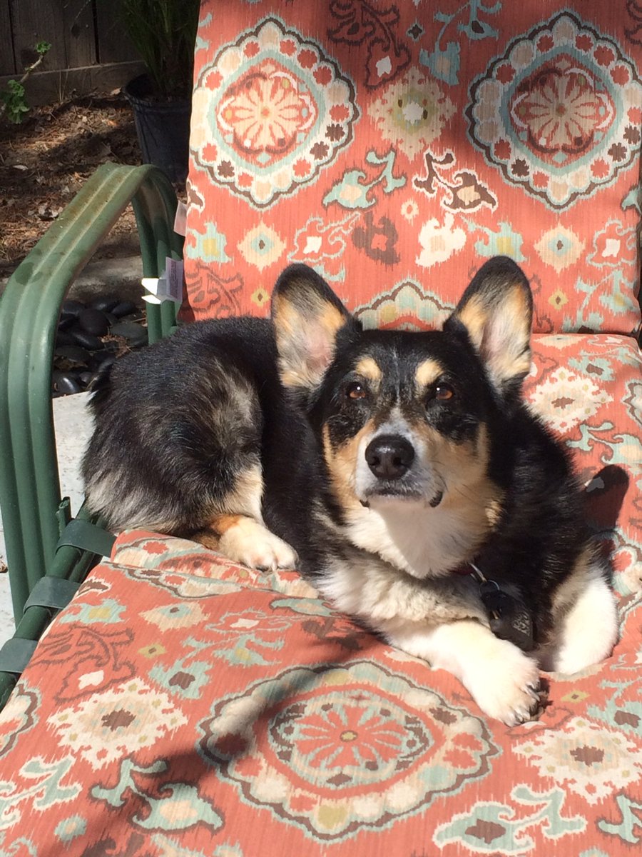 CorgiGriffin's tweet photo. @ThomasTheCorgi We are so sorry to hear the news. DM is a horrible disease that also took our dear Luke.  Willow and I give our condolences to you and the family. https://t.co/nyctgBvpam