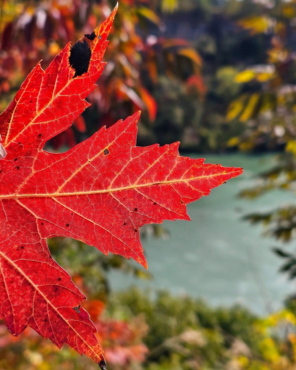 Enjoying watching fall colors is called Leaf Peeping. I picked-up this Maple Leaf on my walk. 🙂🍁 #leafpeeping #shareyourweather #StormHour @ThePhotoHour #nature #fall