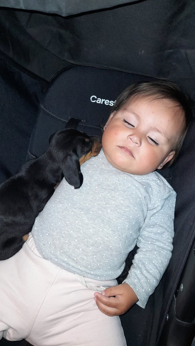 virginianant's tweet image. Lo más tierno que verán hoy 💜