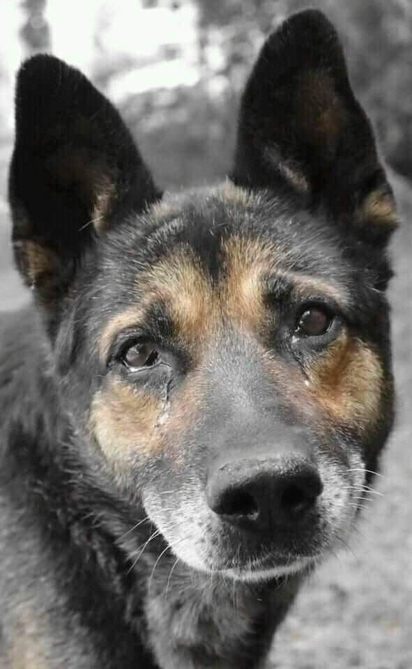 petpuppies👿😺 (@petpopular) on Twitter photo 