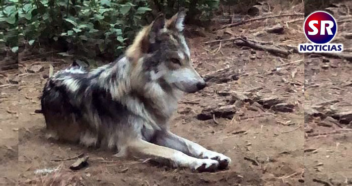 AZCARM, BUSCA ALTERNATIVAS PARA CONSERVACIÓN DEL LOBO MEXICANO srnoticias.com.mx/azcarm-busca-a… a través de <a href="/SRNoticiasMX/">SR Noticias</a> <a href="/azcarmx/">AZCARM</a> <a href="/OstokSanctuary1/">Ostok sanctuary</a> <a href="/ZSahuatoba/">Zoológico Sahuatoba</a> <a href="/SEMARNAT_mx/">SEMARNAT México</a>