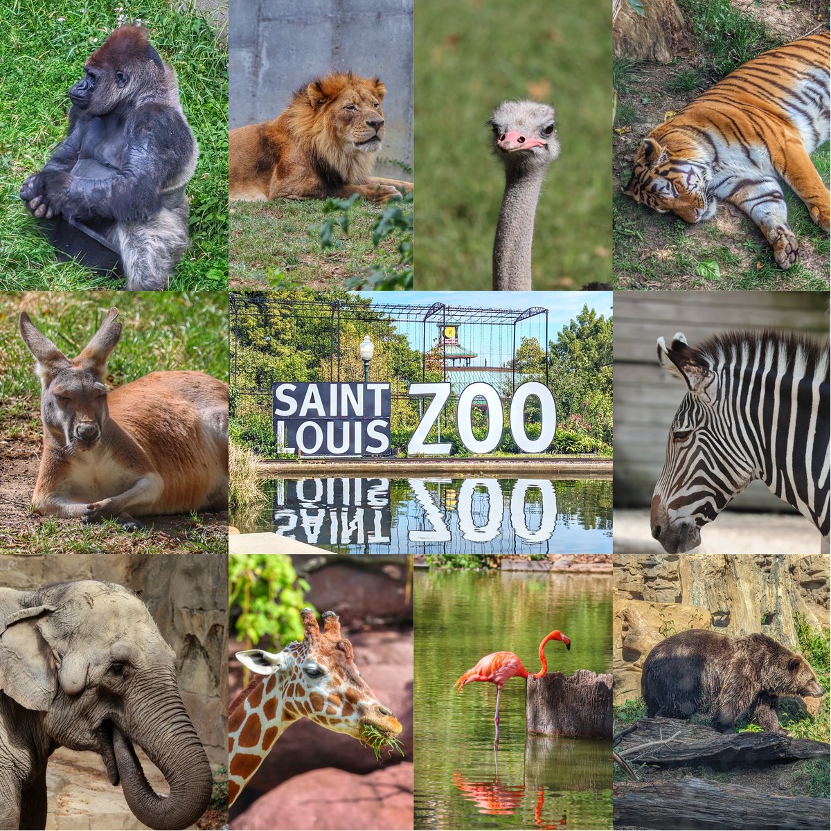 Adam Simmons tweet media