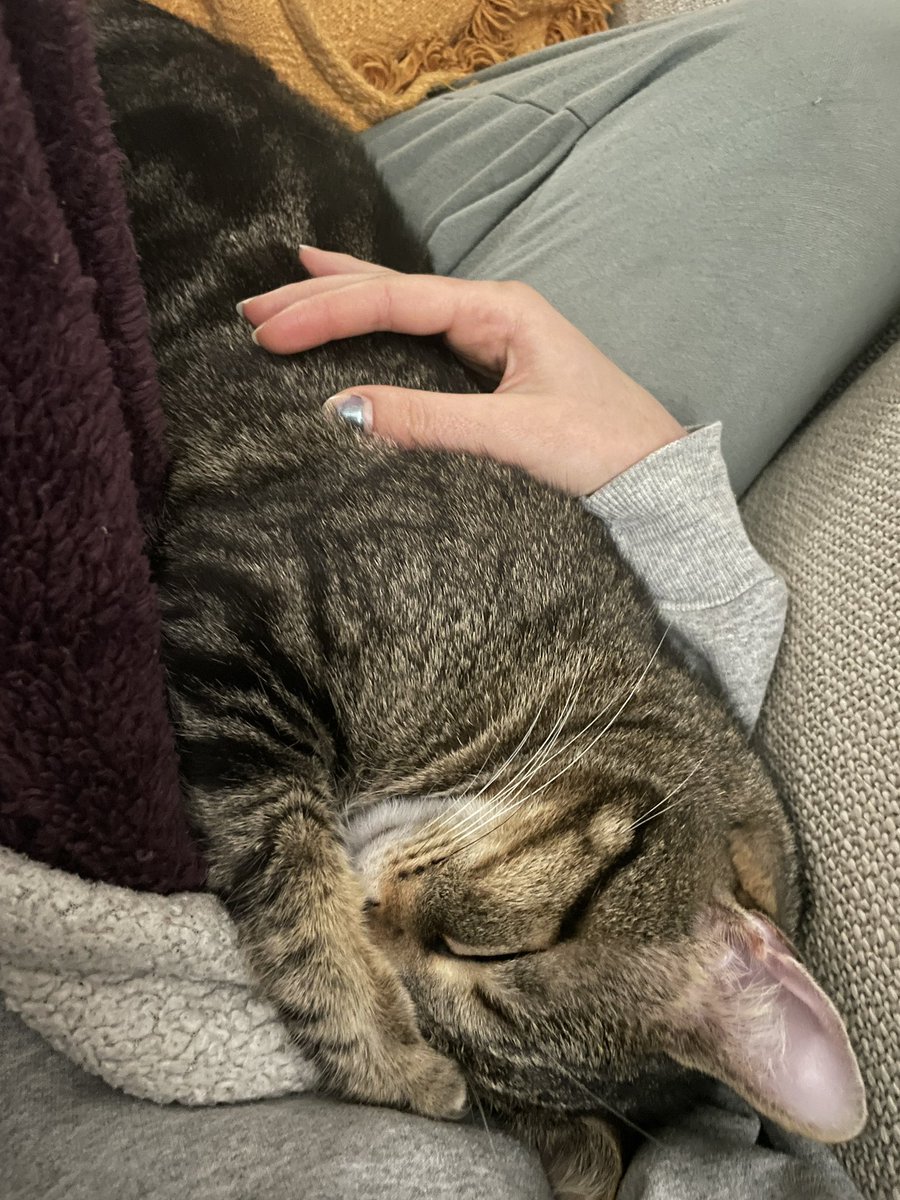 bchelseabb's tweet photo. the only good thing about the weather getting cooler is that garbanzo suddenly becomes a lap cat again https://t.co/sgsNnYRZ3n