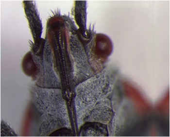 scottpegan's tweet photo. News & Views article about our recent manuscript on #SpatialSorting in soapberry bugs following hurricane-driven local extinctions published in @NatureEcoEvo ...
Gordon, S.P., Axelrod, C.J. Spatial sorting creates winners and losers. Nat Ecol Evol(2023). https://t.co/BWuZtePY7W https://t.co/1tsg6Ko4sN