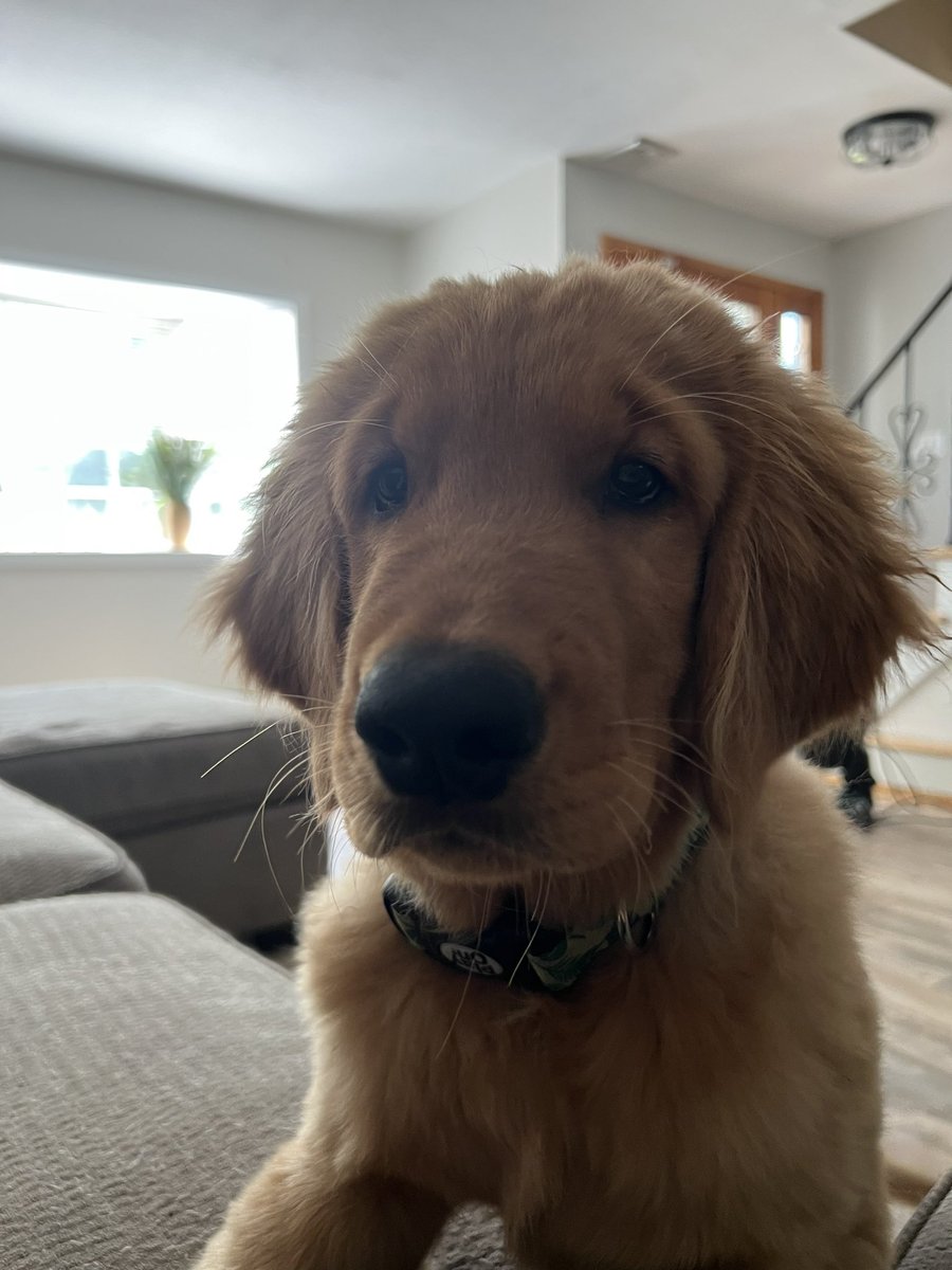 mike_tfti's tweet photo. I’ve acquired 2 dogs this year 🤝 https://t.co/hjLuMJYCa7