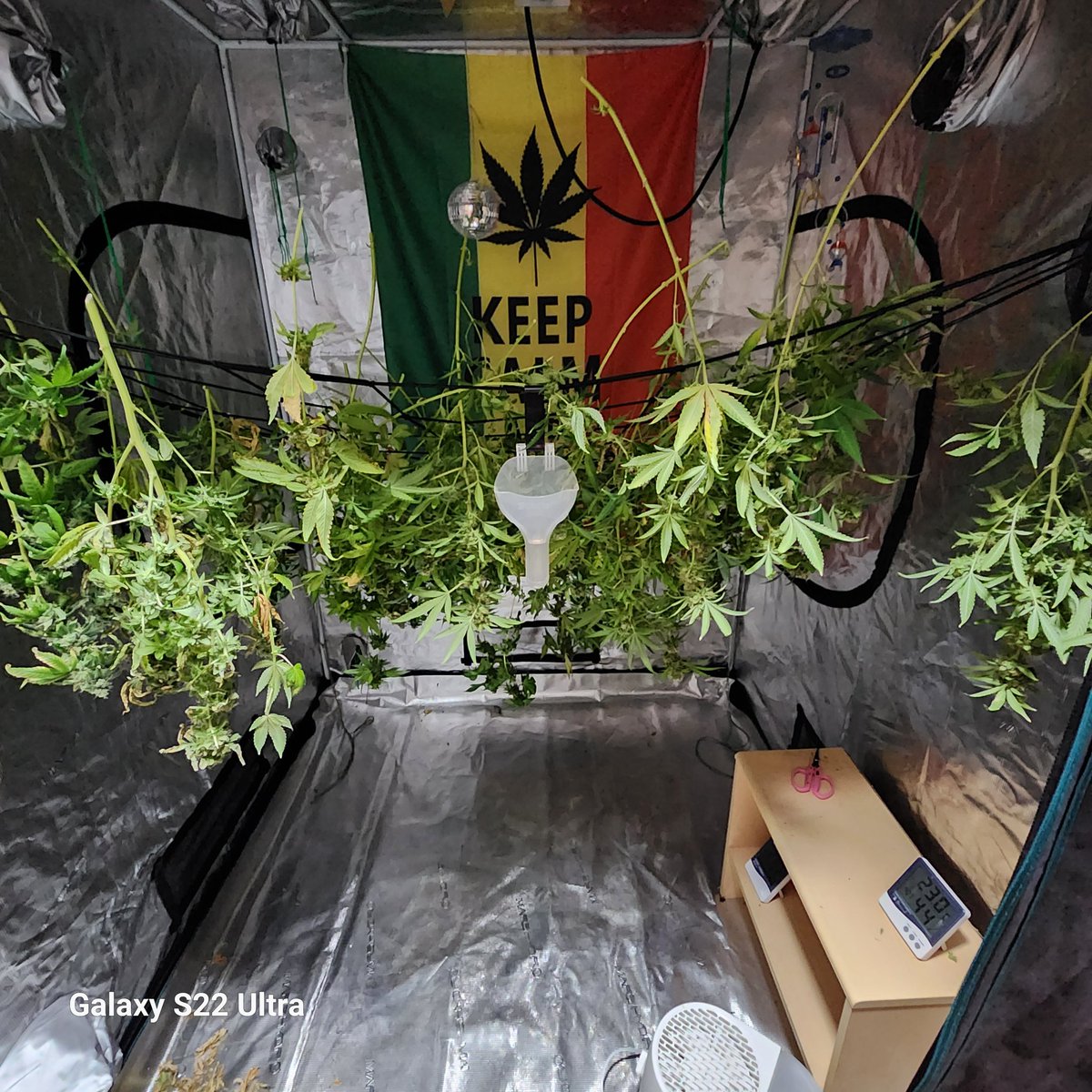 Hung 
#growyourown #sativadiva #patience #coastalmaryseeds
#ZombieDeathFuck
#Greencrack