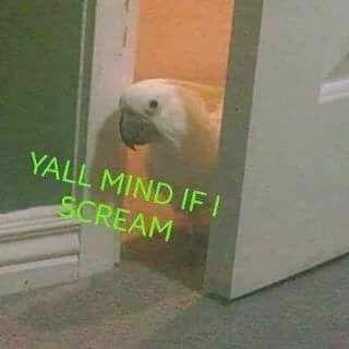 𝘽𝙀𝘼𝙐. (@thesampherchild) on Twitter photo 