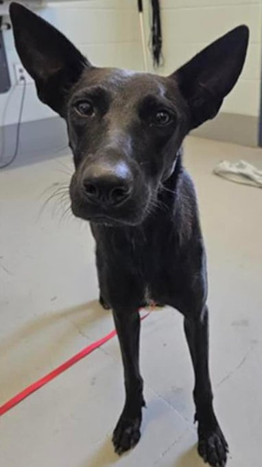 psychicwhisper3's tweet photo. 🌸🐾BRITTANY🐾🌸#A359065
🎀3 Yr Old Spayed Beautiful Belgian
Malinois Mix Nervous/Anxious Did Well
In Play 🛝 Group Clever Girl. Needs Slow
Intros As Nervous Towards New🧑🤝🧑Till
Known. Friendly With Staff🥰
#CorpusChristiTX Will Condemn Her 2☠️
On📕10/12😱INFO⬇️Plz #Pledge2🛟 https://t.co/LfYP36nMMM