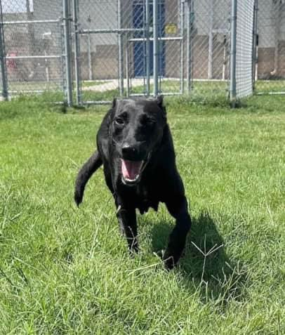 psychicwhisper3's tweet photo. 🌸🐾BRITTANY🐾🌸#A359065
🎀3 Yr Old Spayed Beautiful Belgian
Malinois Mix Nervous/Anxious Did Well
In Play 🛝 Group Clever Girl. Needs Slow
Intros As Nervous Towards New🧑🤝🧑Till
Known. Friendly With Staff🥰
#CorpusChristiTX Will Condemn Her 2☠️
On📕10/12😱INFO⬇️Plz #Pledge2🛟 https://t.co/LfYP36nMMM