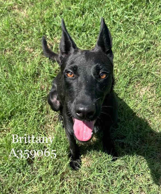 psychicwhisper3's tweet photo. 🌸🐾BRITTANY🐾🌸#A359065
🎀3 Yr Old Spayed Beautiful Belgian
Malinois Mix Nervous/Anxious Did Well
In Play 🛝 Group Clever Girl. Needs Slow
Intros As Nervous Towards New🧑🤝🧑Till
Known. Friendly With Staff🥰
#CorpusChristiTX Will Condemn Her 2☠️
On📕10/12😱INFO⬇️Plz #Pledge2🛟 https://t.co/LfYP36nMMM