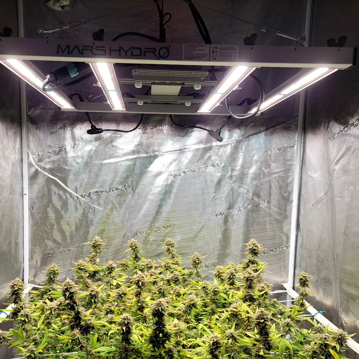Coco_Pan2022's tweet photo. #FCE3000 300Watt #smartgrowlight Autumn's big public drive, The #barlight as the main promotional product #Cannbiscommunity https://t.co/u4XHpL1eMC