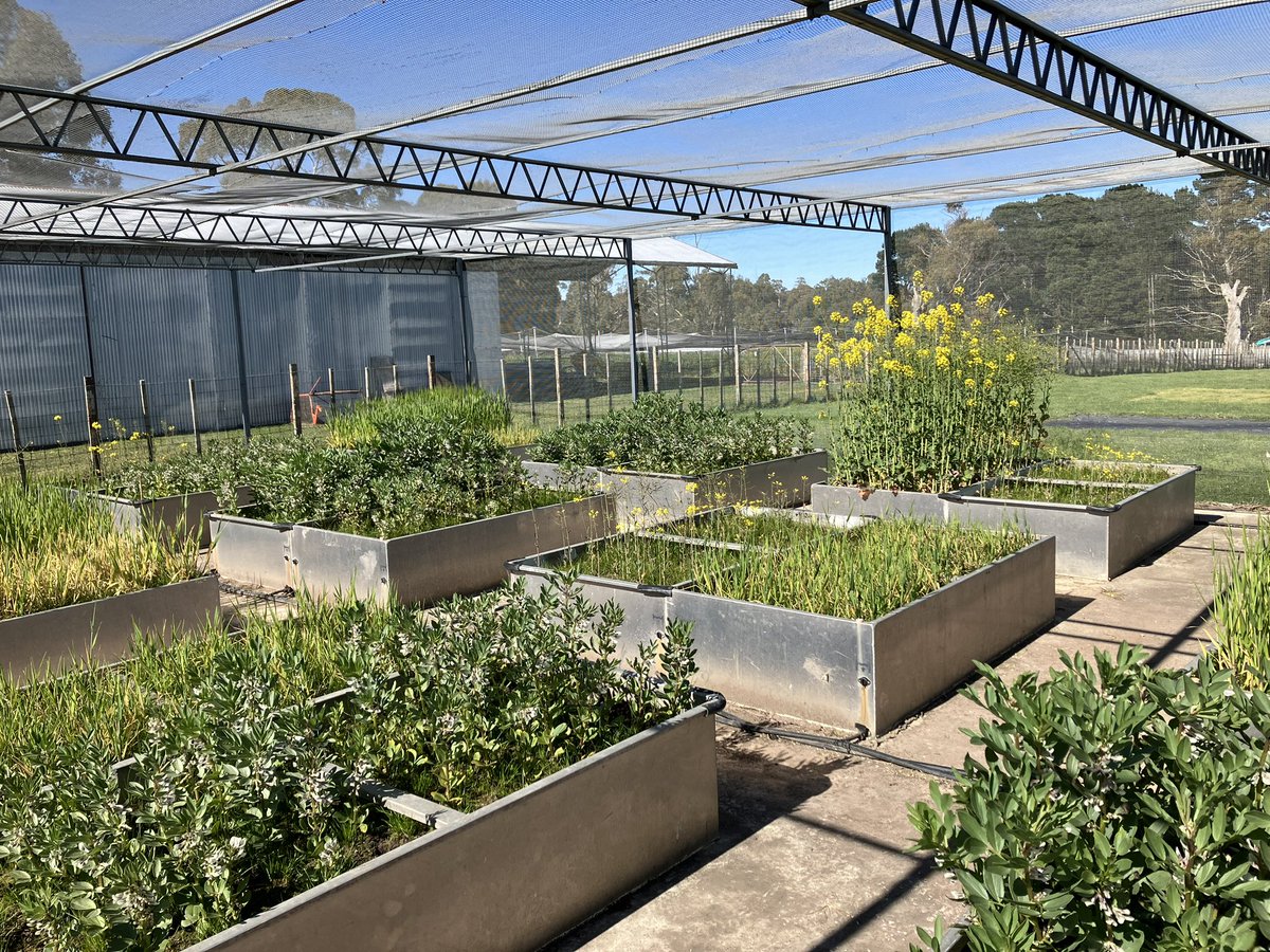 Stirlings2Coast's tweet photo. Checking out the wonderful waterlogging tolerance trial hosted by @TasInAg , some great research to take back the the WA HRZ! #GRDCStudyTour #SWgoesSW https://t.co/dkQfZzozDZ