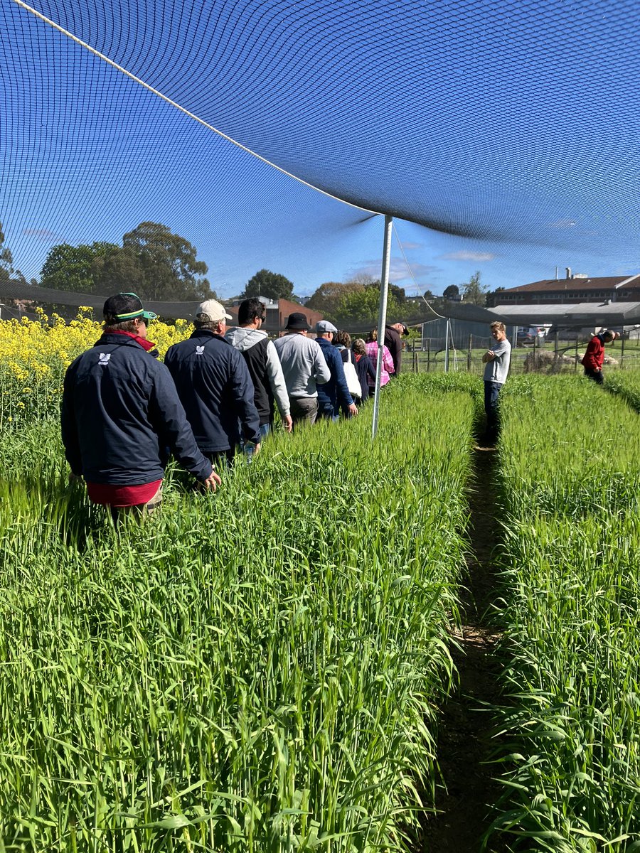 Checking out the wonderful waterlogging tolerance trial hosted by <a href="/TasInAg/">TIA</a> , some great research to take back the the WA HRZ! #GRDCStudyTour #SWgoesSW