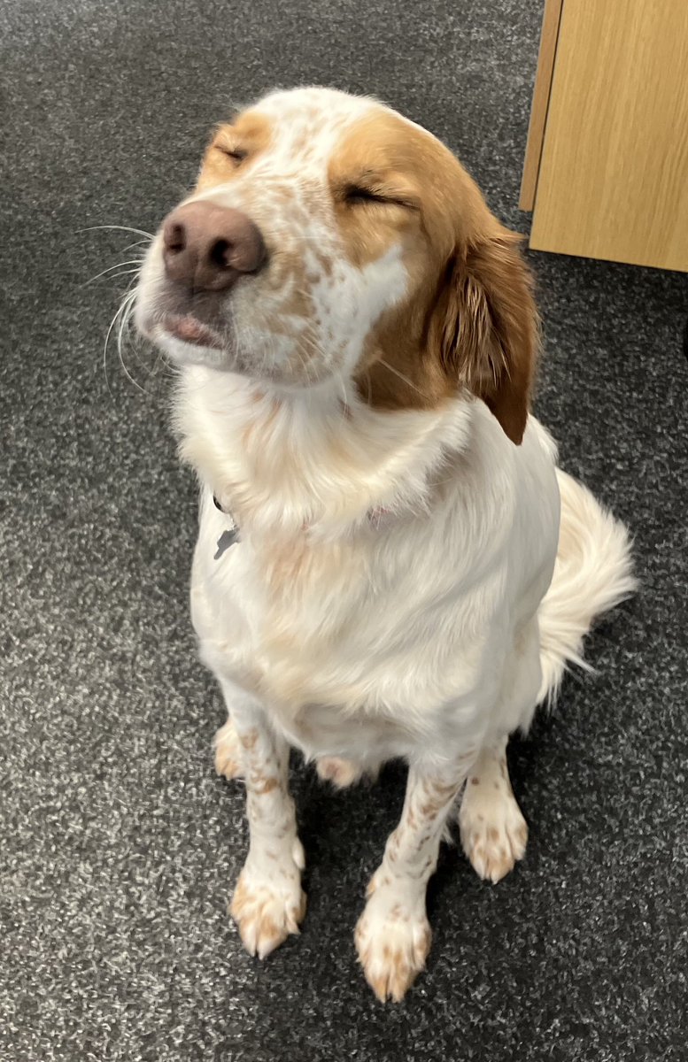 Angela’s been having fun photographing ‘The Boss’ @hawleygroup yesterday - he was very clear about proceedings, serious #business 🥰 #dogs