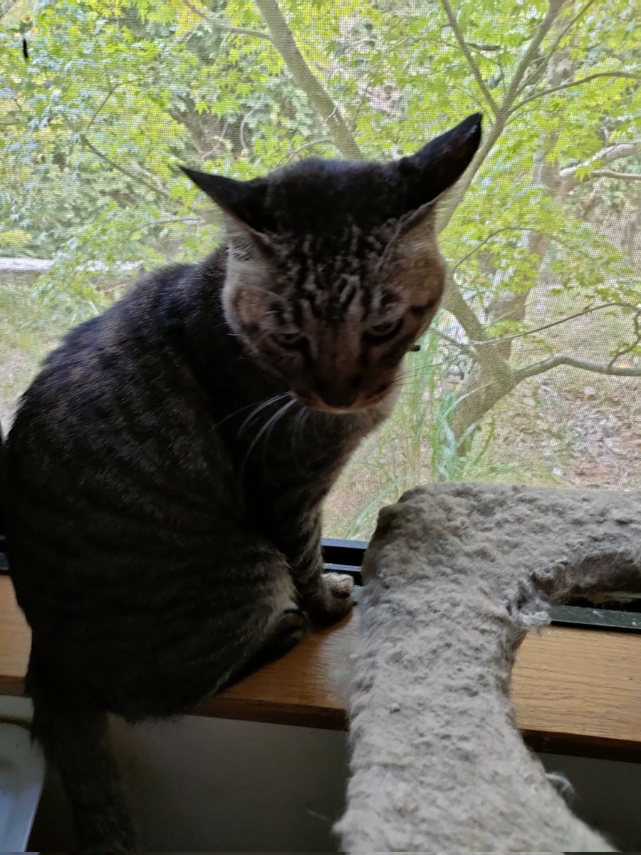 家猫みたいに思うかと思いますが、お隣の飼い猫のマグロ君𓃠よくこっそり入ってきてご飯食べて帰っていきます😂💚マグロ君？って声かけると、ニャーニャーとへばりついて離れません💚