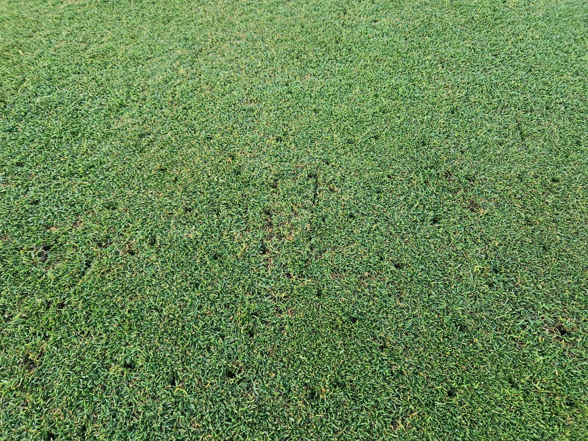 I do love these mornings. Double sorrel roll, slitter and 10mm solids. Overseed and topdress before the rain. 

Lovely.

#greenkeeper #golf #golfersworstnightmare