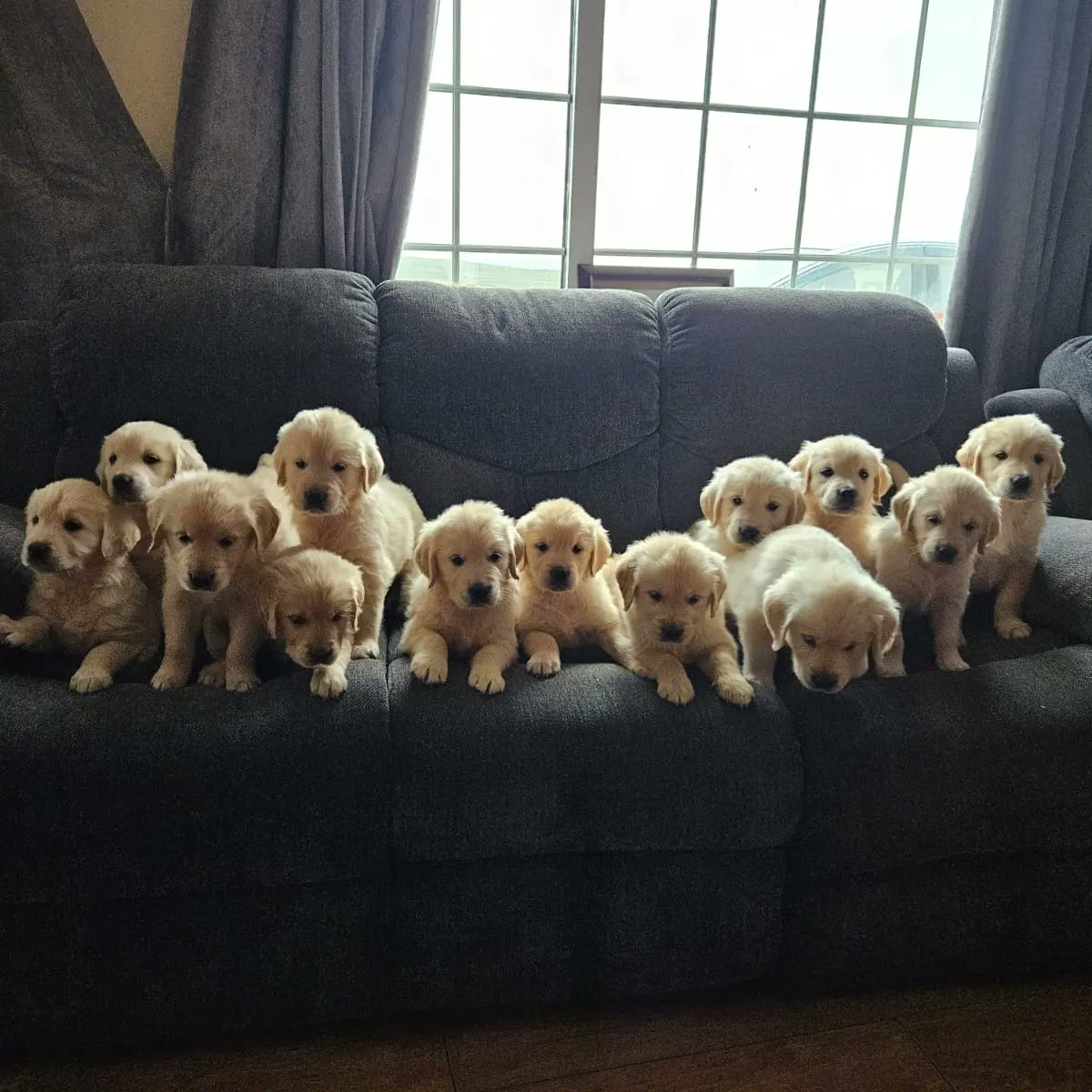 The family photo. 🏡 for a few still needed. Feel free to retweet. #GoldenRetrievers