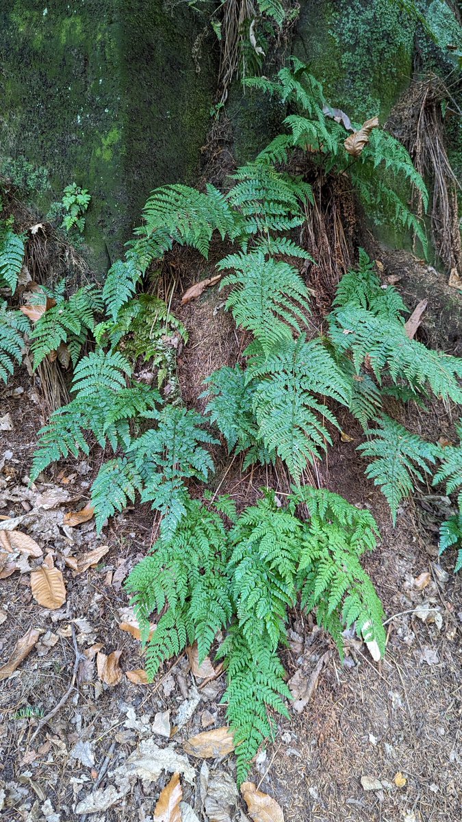 LemonStephen's tweet image. Hay-scented Buckler-fern at the bottom of the photo,  a much brighter green than the Broad Buckler-fern above it.  Seen with the @BBSbryology South-east Group along the edge of the sandstone cliff face at Eridge Rocks last weekend.