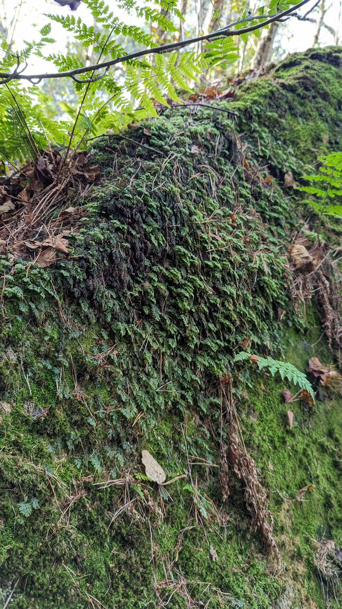 LemonStephen's tweet image. Great to see Tunbridge Filmy-fern on rocks where I haven't seen it before, last weekend at Eridge Rocks